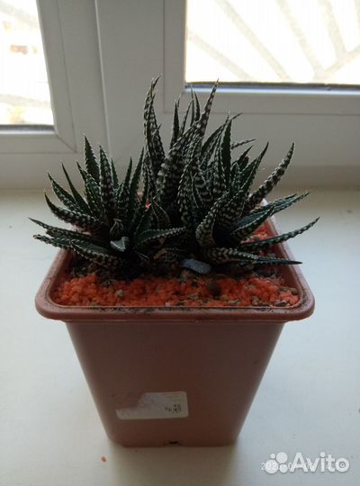 Хавортия Комнатный цветок