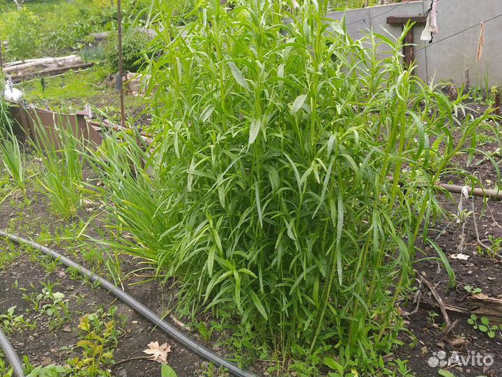 Эстрагон тархун