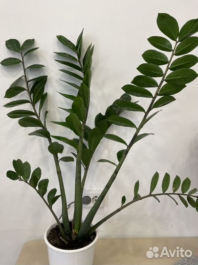 Замиокулькас