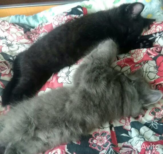 Котики