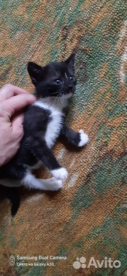 Котенок мальчик 1 месяц