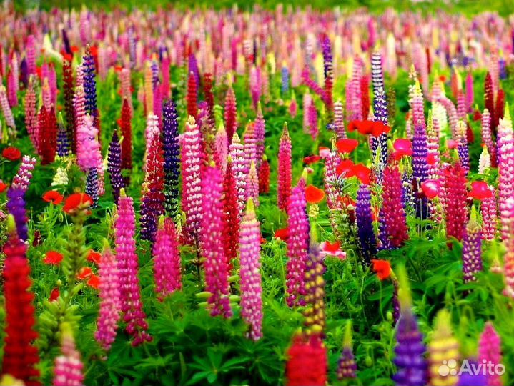 Лилейник, люпины, астры, агемона и другие растения