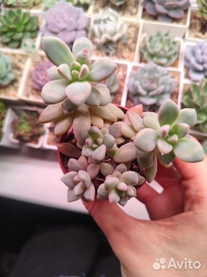 Седумы (пушистик, буррито, Франческо Балди)