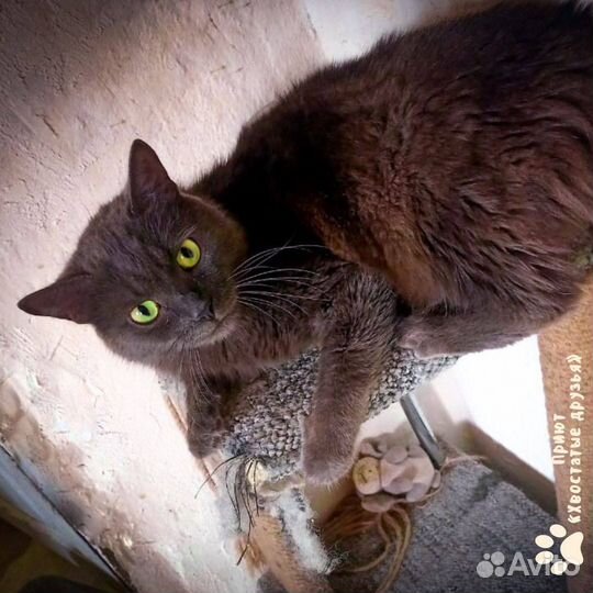 Кот в добрые руки