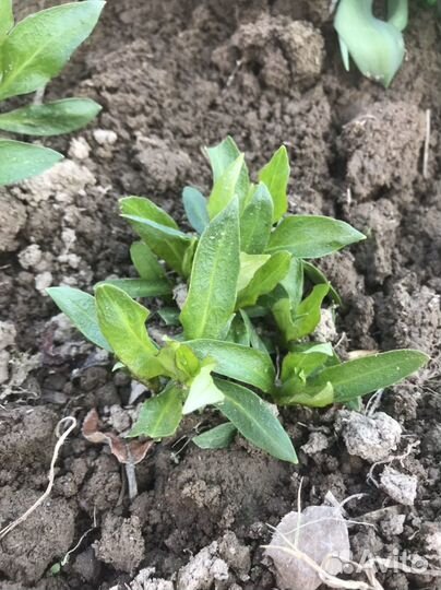 Многолетние метельчатые флоксы