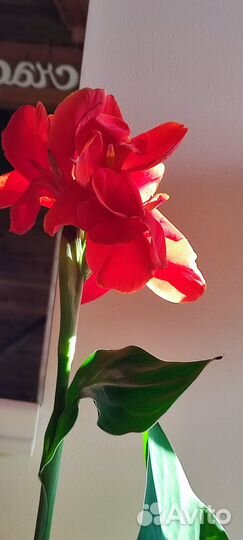 Комнатные цветы 3 штук