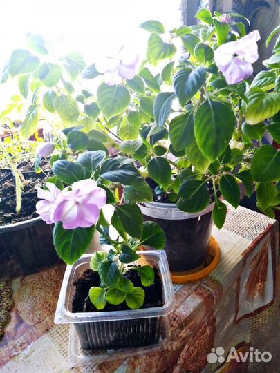 Гиппиаструм