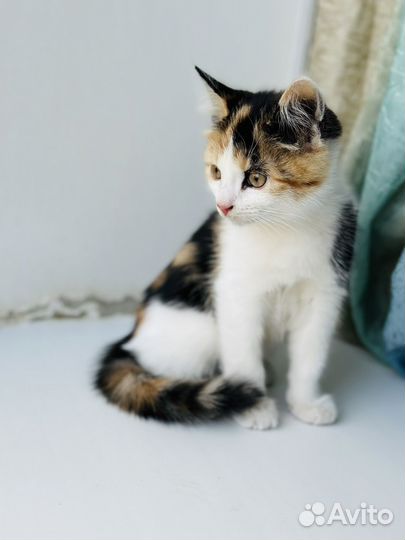 Котенок девочка в добрые руки