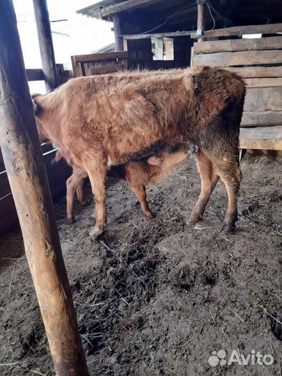 Корова с телёнком