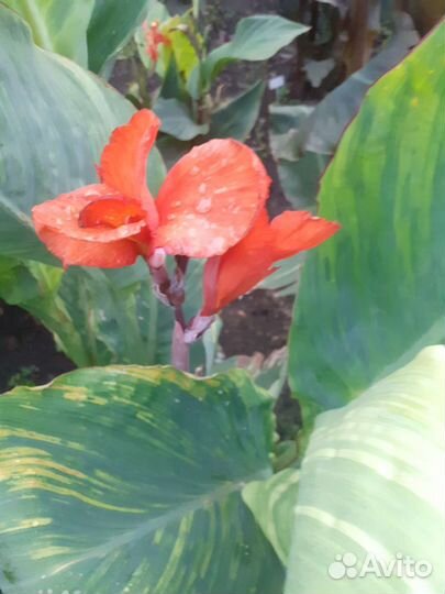 Садовые цветы и кустарники