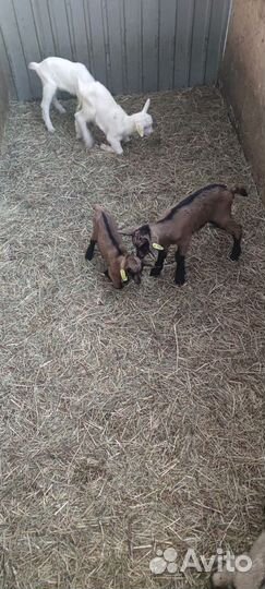 Альпийские козы