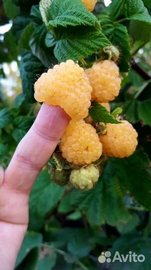 Саженцы жёлтой малины сладкой