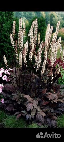 Бузульник шоколадный 