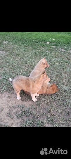 Щенки лайки