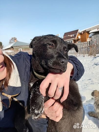 Щенок 4,5 мес