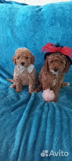 Той-пудель щенки