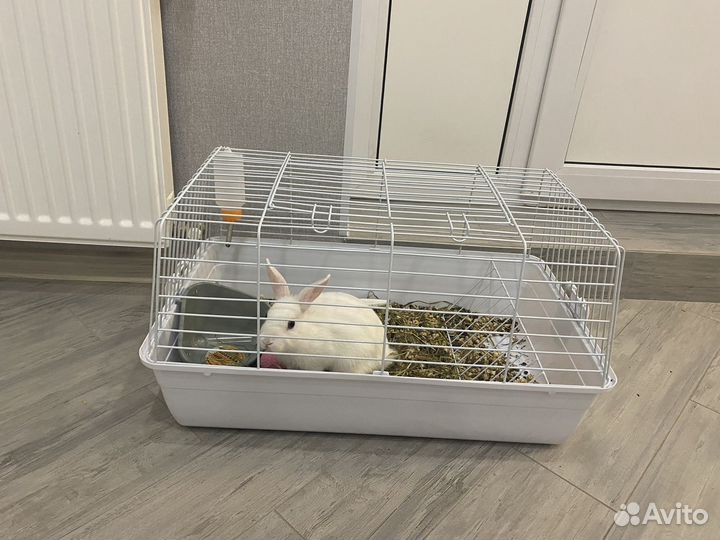 Кролик декоративный + клетка и корм