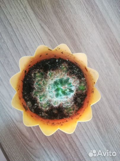 Мини кактус