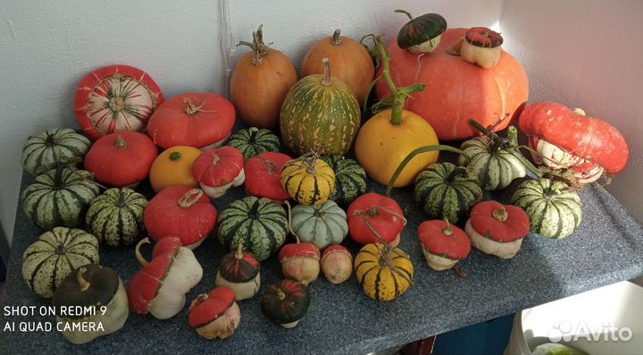 Декоративная тыква