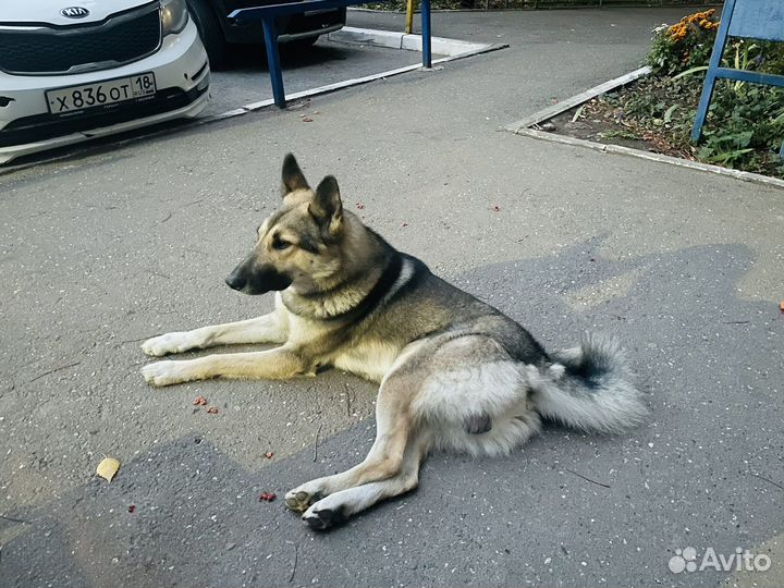 Собака в добрые руки