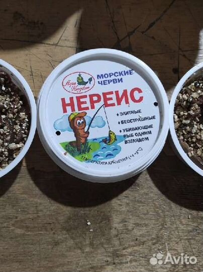 Червь морской