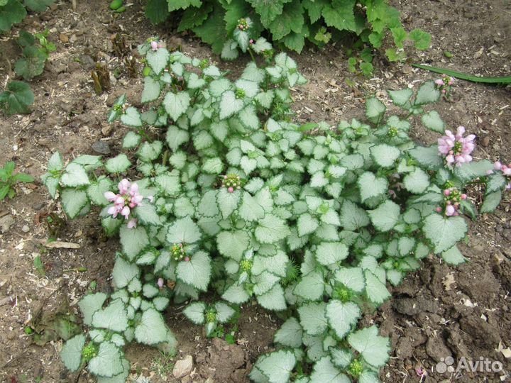 Многолетники