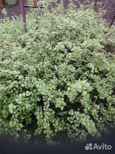 Саженцы крыжовника