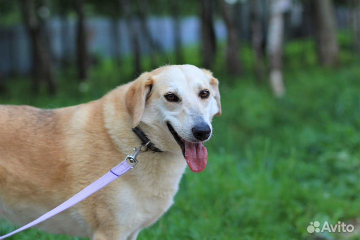 Собака в добрые руки