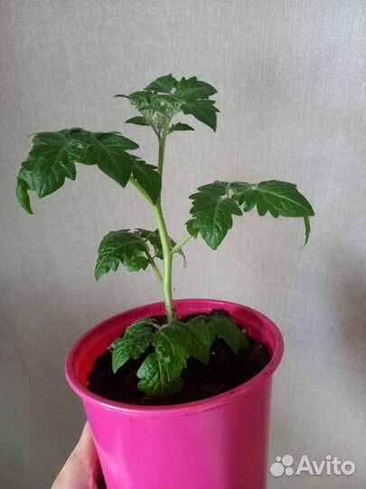 Рассада помидор черри