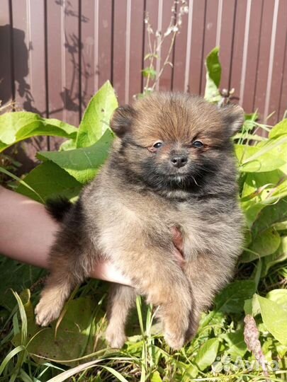 Супер модные шпицулики