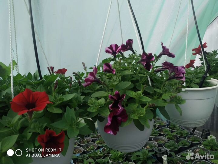 Петуния ампельная в кашпо
