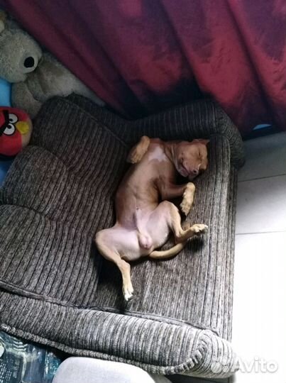 Кобель очень ищет себе невесту