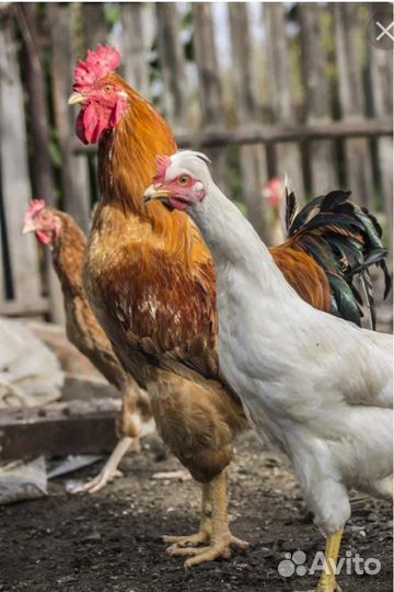 Куры несушки 2 годовалые