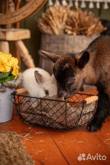 Козлёнок олененок в аренду для фото и праздника