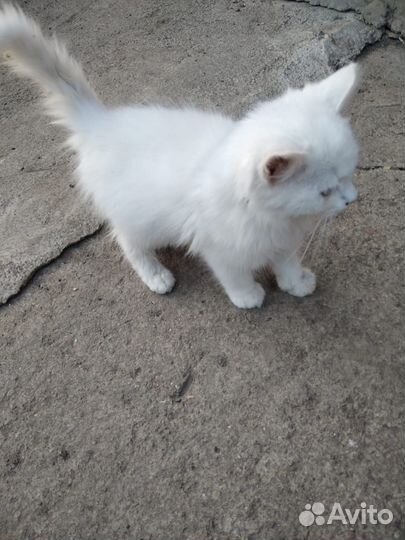 Кошечка в добрые руки