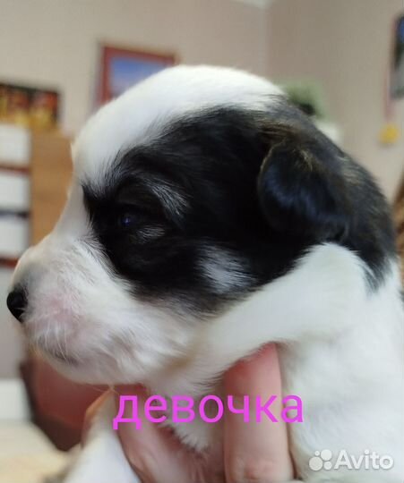 Собака в добрые руки отдам бесплатно щенки