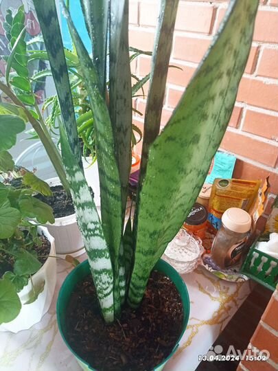 Сансевиерия