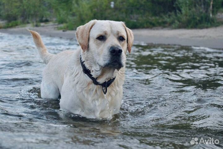 Кобель лабрадора вязка