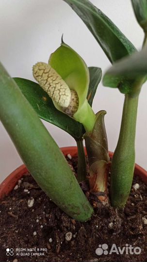 Замиокулькас Зензи (Zenzi)