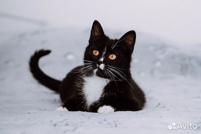 Котик Вольф