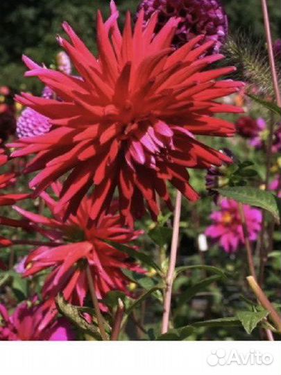 Георгины Акапулько