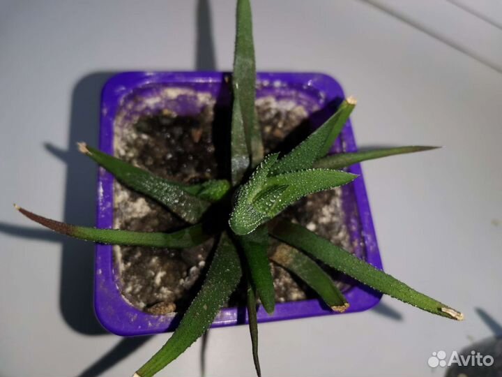 Традесканция рео, хавортия, алоэ