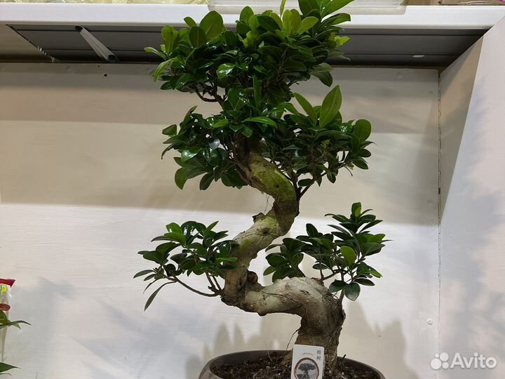 Фикус гинсенг