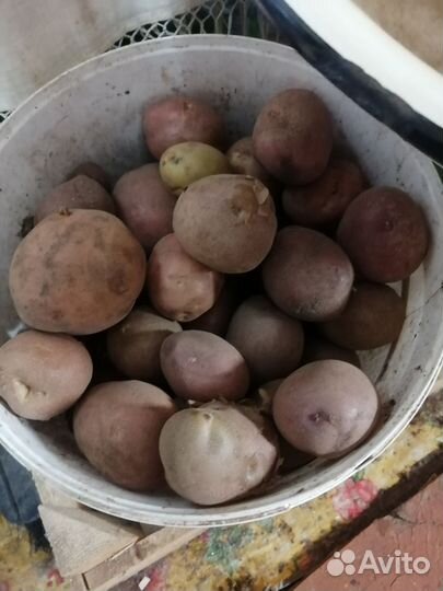 Продам свёклу и картофель