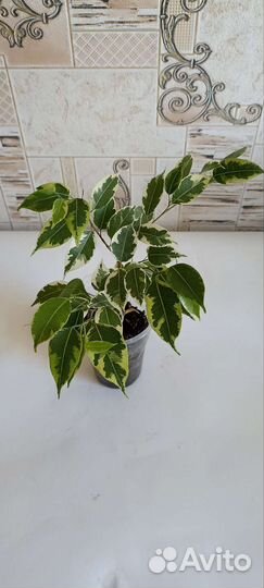Фикусы разные