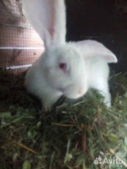 Крольчата белый панон.мясо.аренда