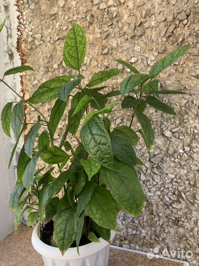 Клеродендрум госпожи томпсон
