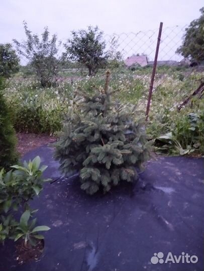 Ель голубая зелёная