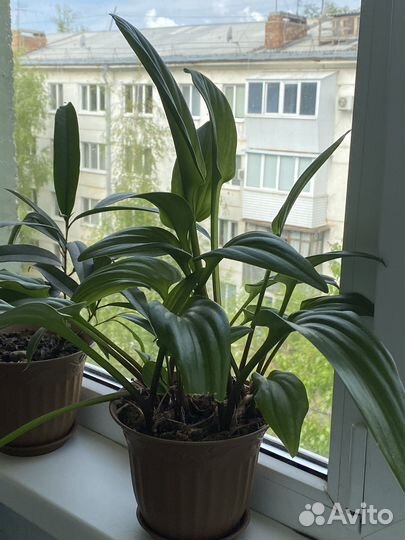 Комнатные цветы