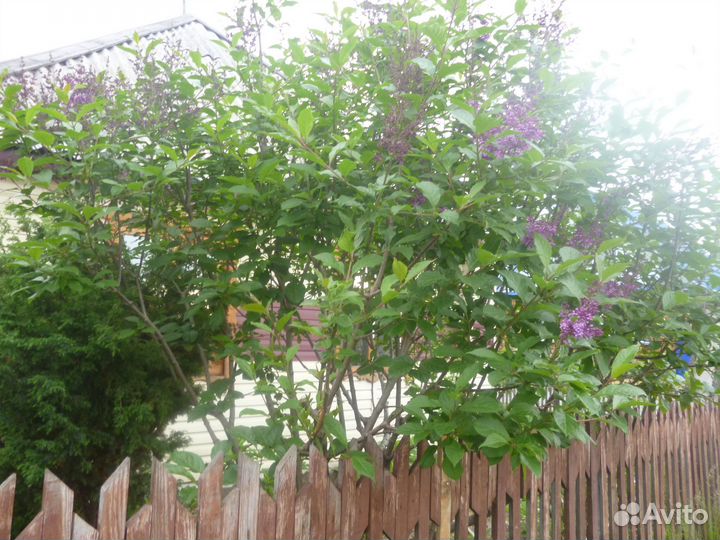 Саженцы шиповникова дерева и другие кустарники